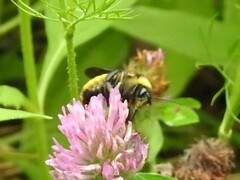 Bombus pensylvanicus