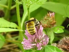 Bombus pensylvanicus