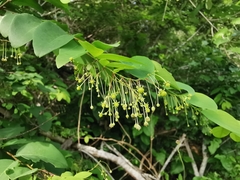 Phyllanthus botryanthus