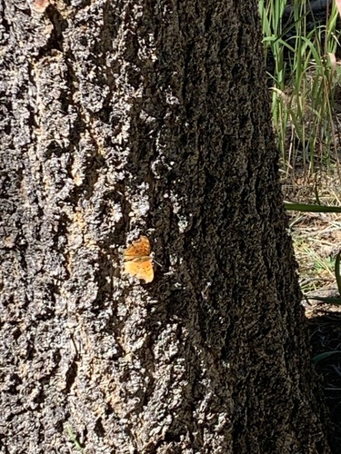 iNaturalist observation photo of Commas