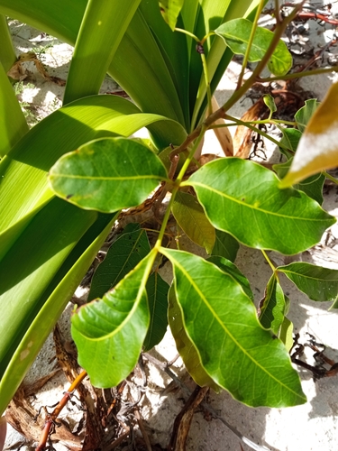Image of Black Poisonwood (Metopium brownei) by (c) Juan Carlos A. Fierro, some rights reserved (CC BY-SA)