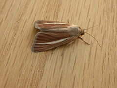 Heliocheilus cramboides