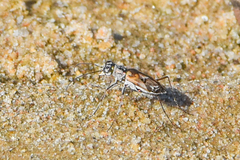 Ellipsoptera macra