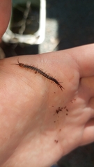 Cormocephalus brachycerus