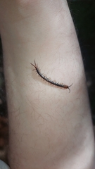 Cormocephalus brachycerus