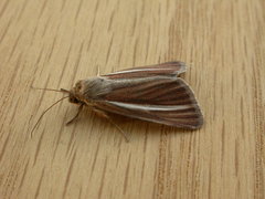 Heliocheilus cramboides