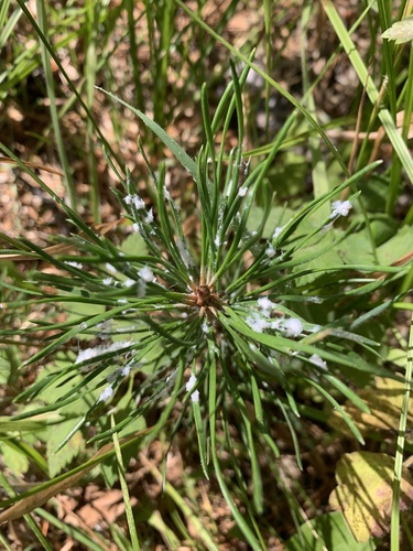 iNaturalist observation photo of Adelges