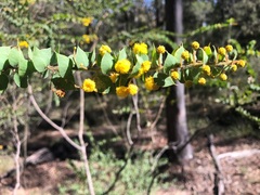Acacia sertiformis
