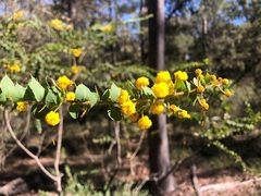Acacia sertiformis