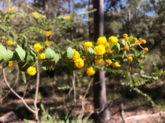 Acacia sertiformis
