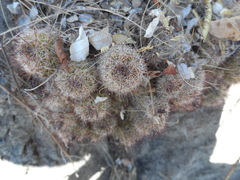 Mammillaria mazatlanensis