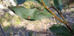 Pseudozaphanera wariensis