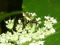 Ceropales maculata