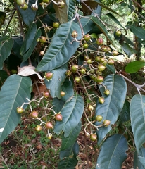 Vismia baccifera