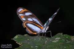 Vila azeca