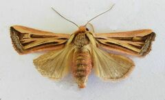 Hypotrix ferricola