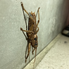 Liparoscelis pallidispina