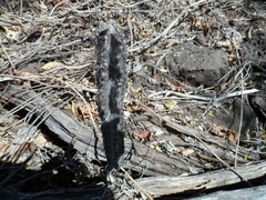Peniocereus marianus