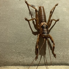 Liparoscelis pallidispina