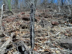 Peniocereus marianus