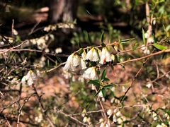 Styphelia biflora