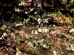 Styphelia biflora