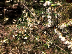 Styphelia biflora