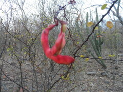 Pithecellobium unguis-cati