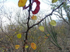 Pithecellobium unguis-cati