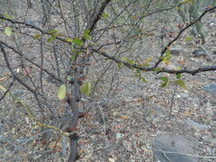 Pithecellobium unguis-cati