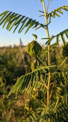 Desmanthus illinoensis