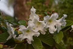 Beaumontia grandiflora