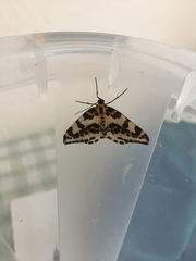 Abraxas grossulariata