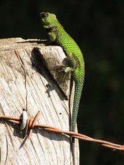 Sceloporus formosus