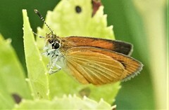 Ancyloxypha numitor
