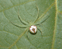 Araneus guttulatus