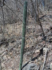 Stenocereus quevedonis