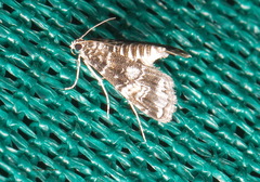 Elophila responsalis