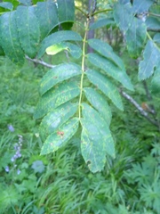 Sorbus sibirica