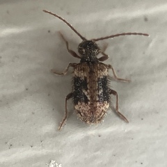 Ptinus texanus