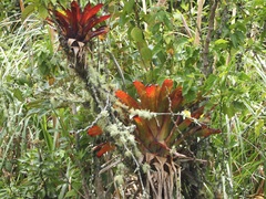 Tillandsia complanata