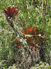 Tillandsia complanata