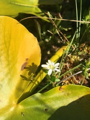 Gentiana douglasiana