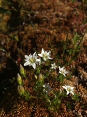 Gentiana douglasiana