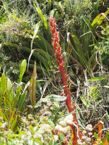 Tillandsia pastensis