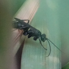 Auplopus carbonarius