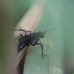 Auplopus carbonarius