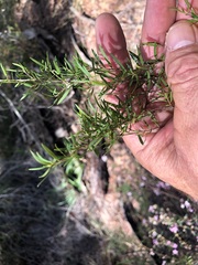 Leptospermum microcarpum