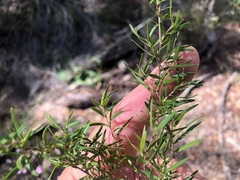 Leptospermum microcarpum