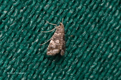 Elophila responsalis
